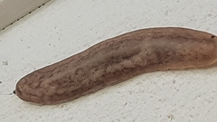 Laevicaulis natalensis