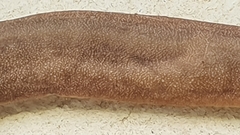 Laevicaulis natalensis