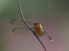 Erythrodiplax famula