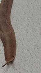 Laevicaulis natalensis