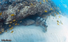 Epinephelus coioides