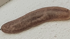 Laevicaulis natalensis