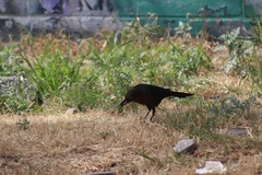 Quiscalus mexicanus