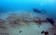 Argyrosomus japonicus