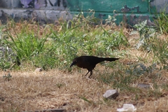Quiscalus mexicanus