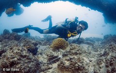 Chromileptes altivelis