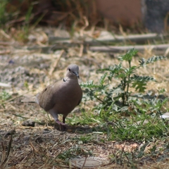 Streptopelia decaocto