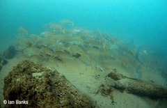 Argyrosomus japonicus