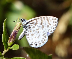 Leptotes cassius cassius