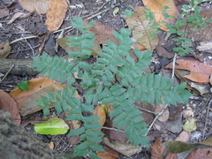 Adiantum trapeziforme