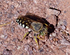 Trichostictia brunneri