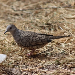 Columbina inca