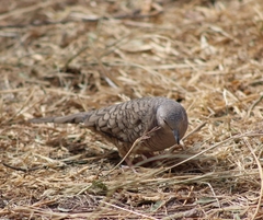 Columbina inca