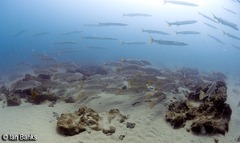 Argyrosomus japonicus