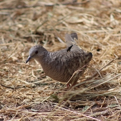 Columbina inca