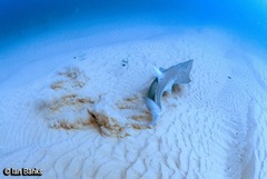 Rhynchobatus australiae