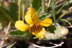 Viola magellanica