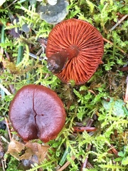 Cortinarius neosanguineus