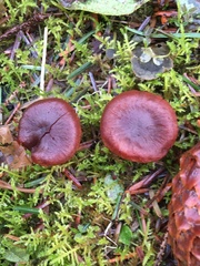 Cortinarius neosanguineus