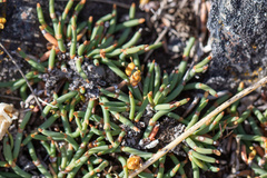 Ephedra frustillata