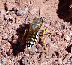 Trichostictia brunneri
