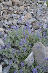 Nepeta pseudokokanica