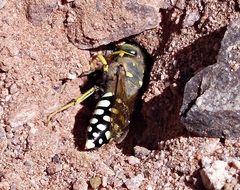 Trichostictia brunneri