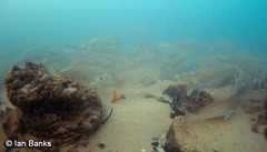 Argyrosomus japonicus