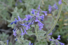 Nepeta pseudokokanica