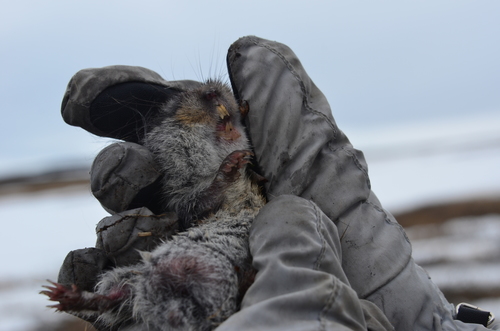 West Siberian Brown Lemming