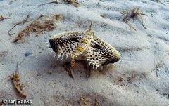 Dactyloptena orientalis