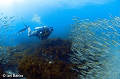 Decapterus russelli