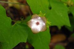 Polystemma guatemalense