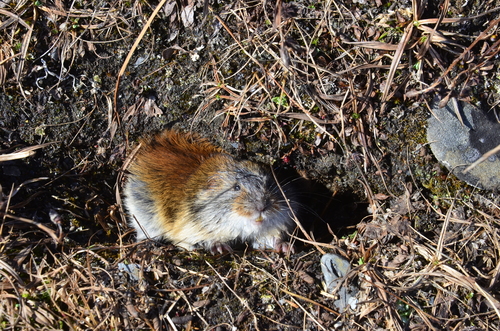 Arctic lemming - Wikipedia