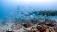 Heniochus diphreutes