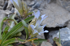 Gentiana tianschanica