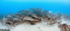 Argyrosomus japonicus