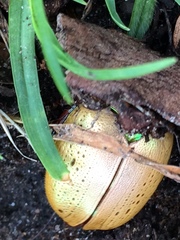 Anoplognathus olivieri