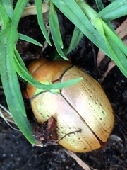 Anoplognathus olivieri