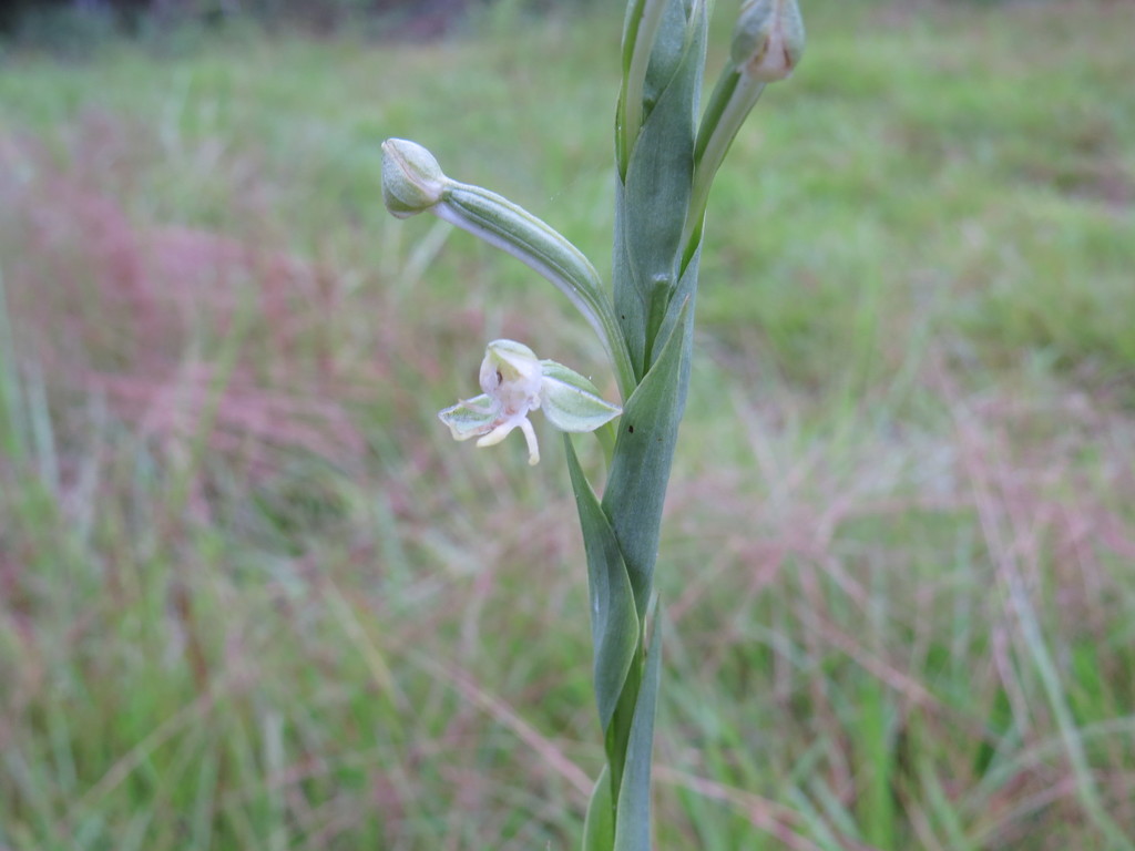Habenaria longipedicellata