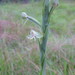 Habenaria longipedicellata - Photo (c) Yves Bas, some rights reserved (CC BY), uploaded by Yves Bas