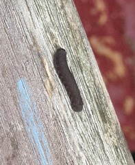 Lepidoptera