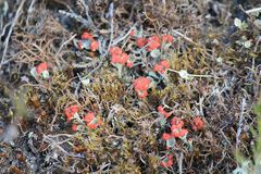 Cladonia diversa