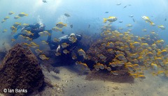 Schuettea scalaripinnis