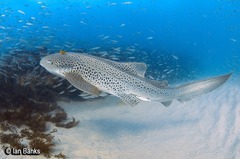 Zebra Shark photo 5