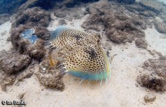 Dactyloptena orientalis