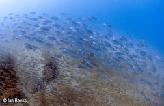 Decapterus russelli