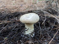 Agaricales