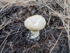 Agaricales