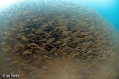 Decapterus russelli